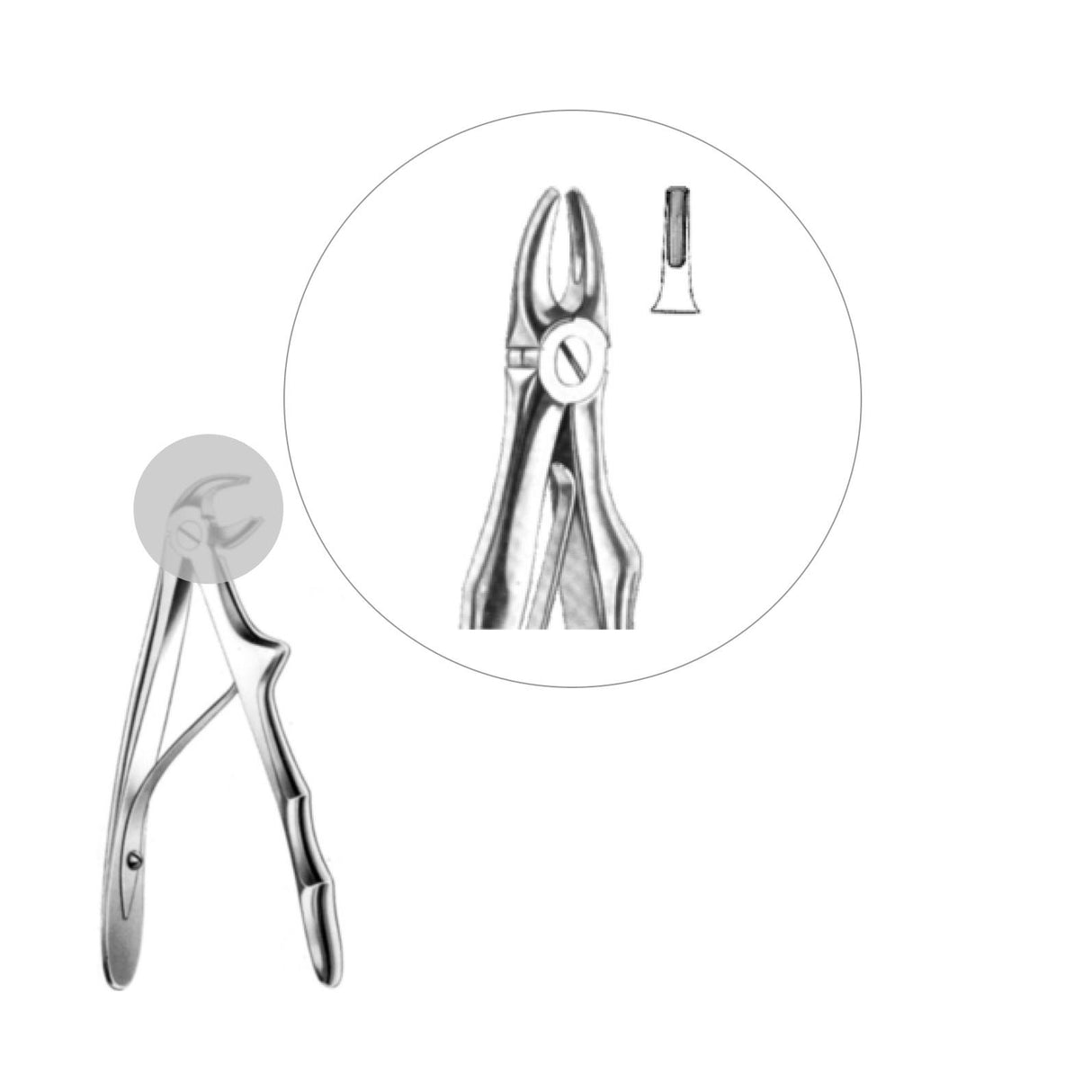 Davier pour incisives supérieures - oofti.fr