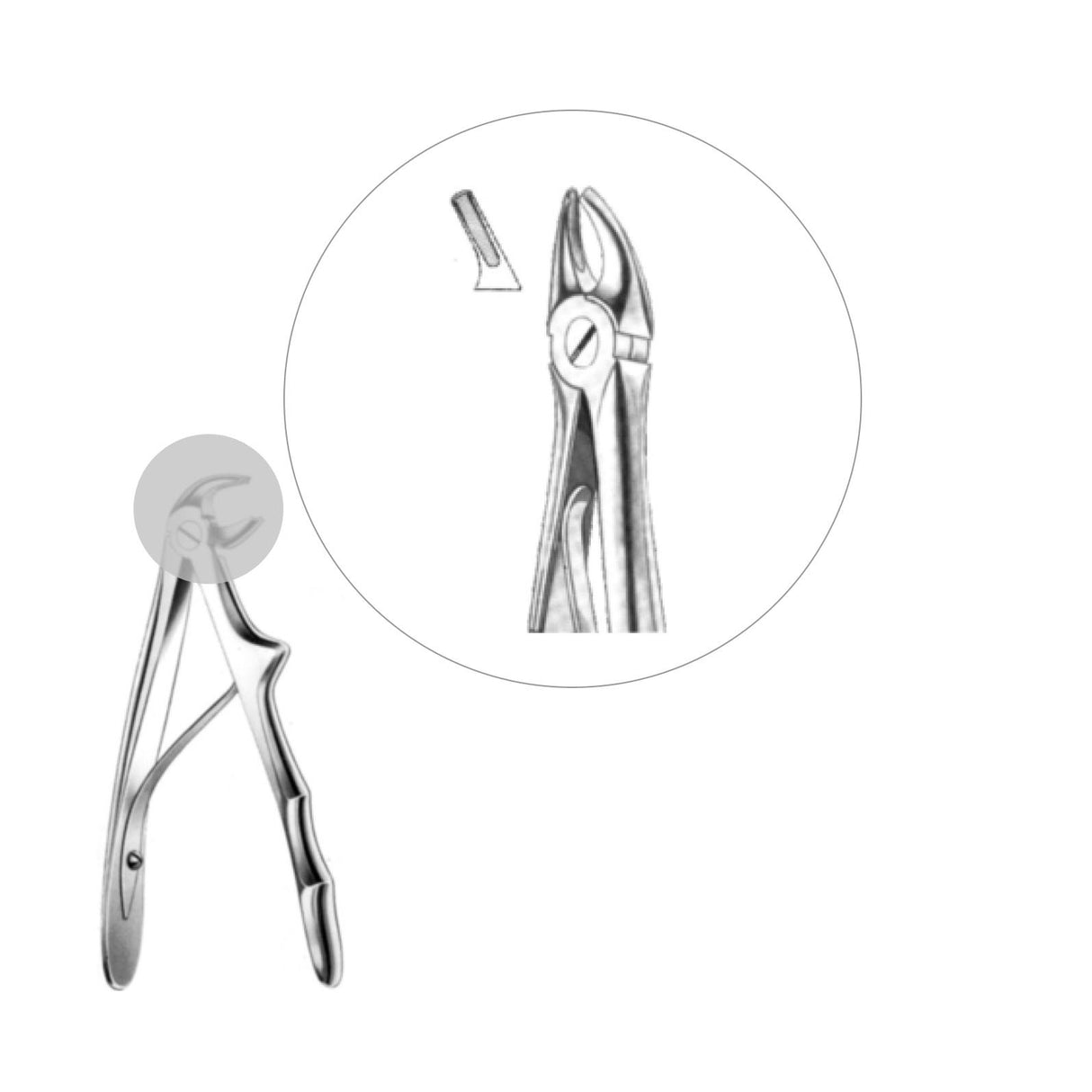 Davier prémolaires supérieures - oofti.fr