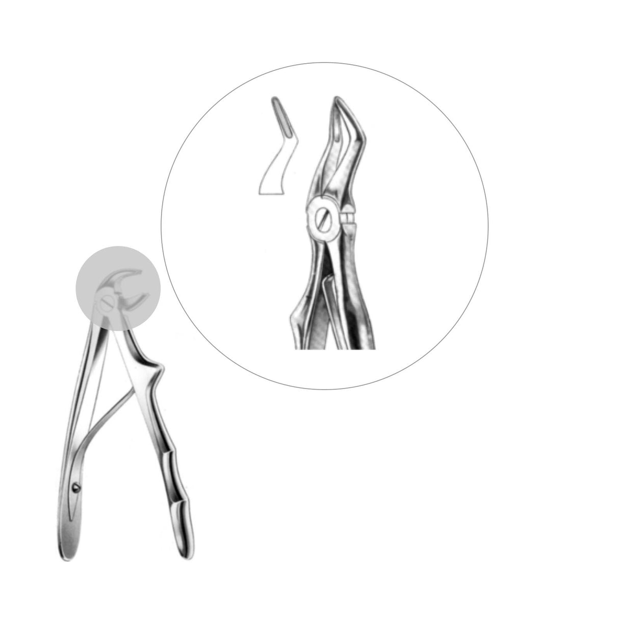 Davier racines supérieures - oofti.fr