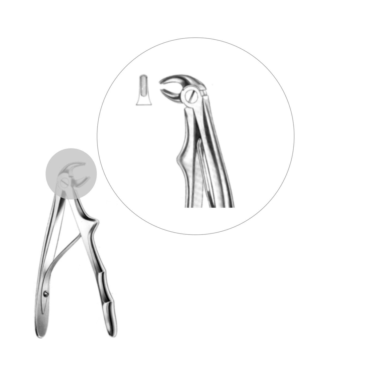 Davier incisives inférieures - oofti.fr