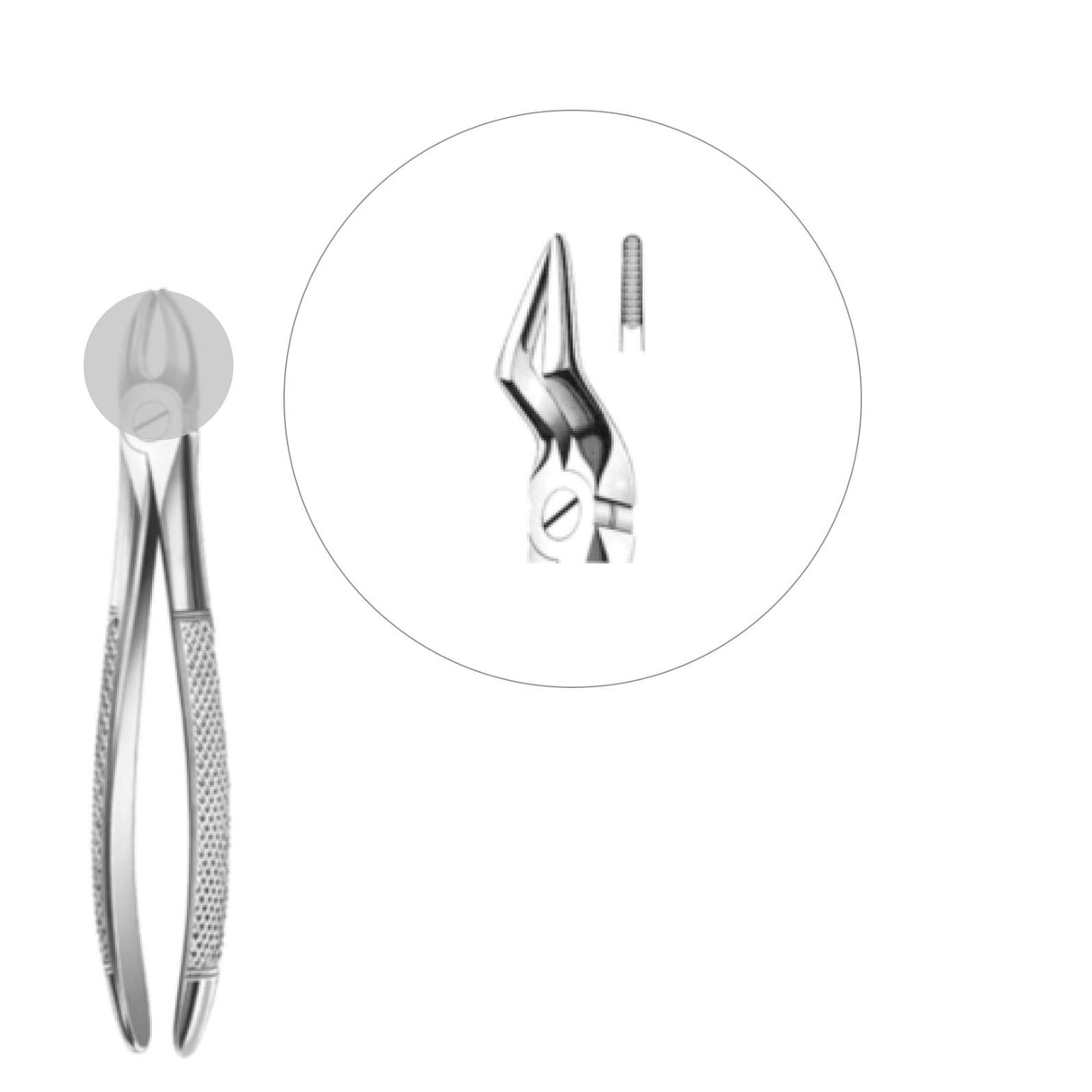 Davier enfant racines supérieures - oofti.fr