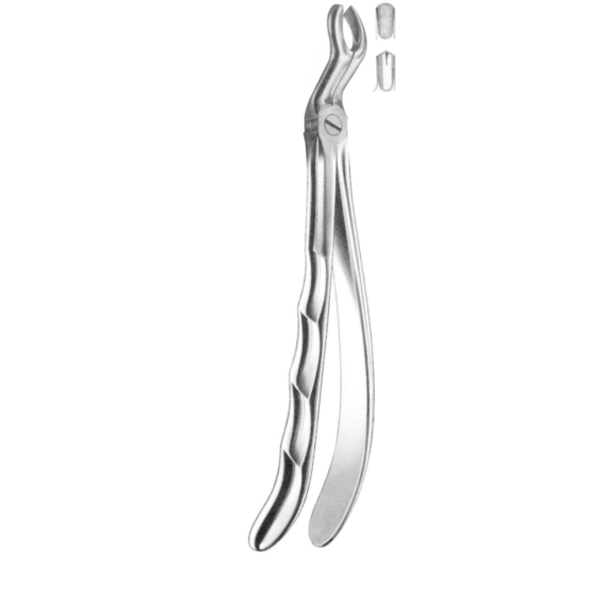 Davier troisième molaire supérieure droite - oofti.fr