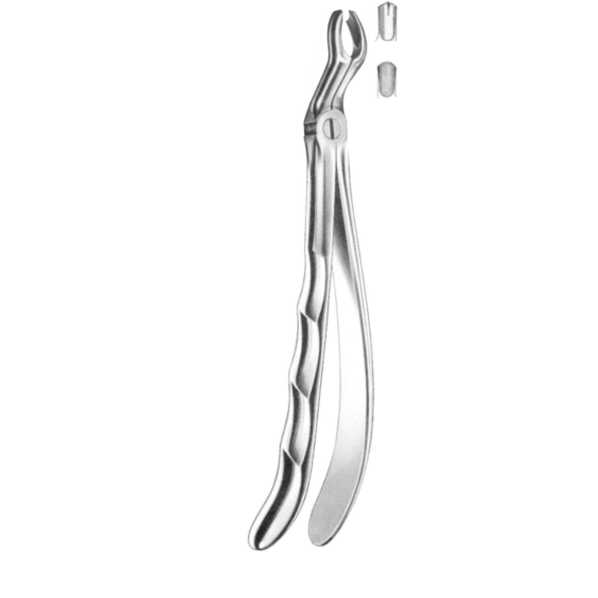 Davier troisième molaire supérieure gauche - oofti.fr