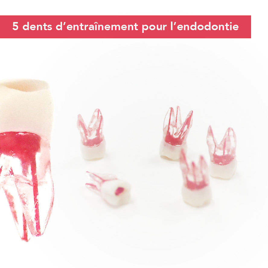 Dents endodontie d’entraînement - Lot de 5 - oofti.fr