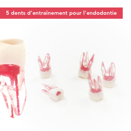 Dents endodontie d’entraînement - Lot de 5 - oofti.fr