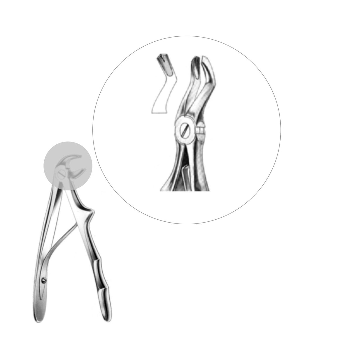 Davier racines supérieures - oofti.fr